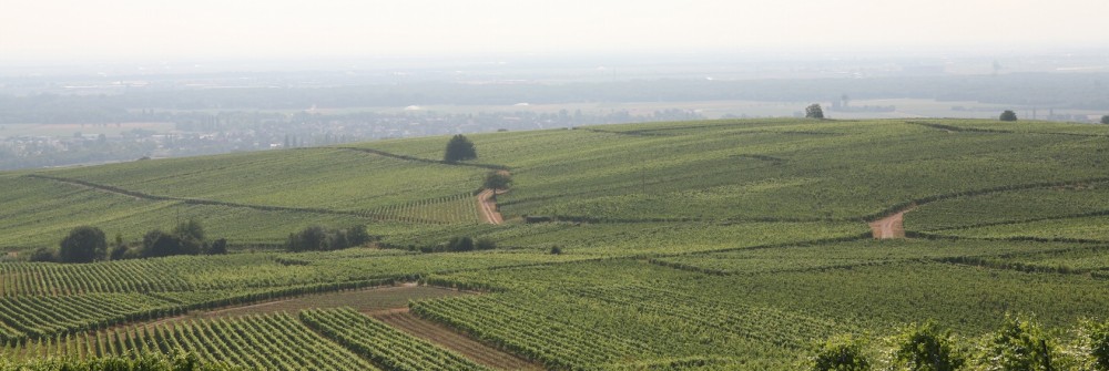 Vins & Crémants  d'Alsace Heyberger-Salch et Fils 