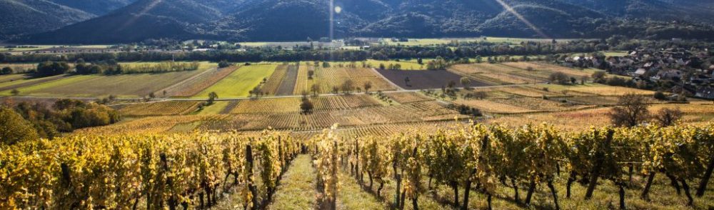 Vins & Crémants  d'Alsace Heyberger-Salch et Fils 