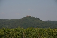 Vignoble 2-small.JPG