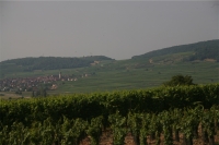 Vignoble 3-small.JPG