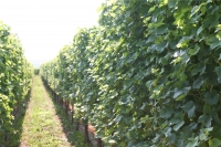 Vignoble 5-small.JPG