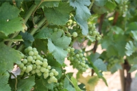 Vignoble 6-small.JPG