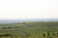 Vignoble 7-small-E.JPG