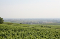 Vignoble 8-small.JPG